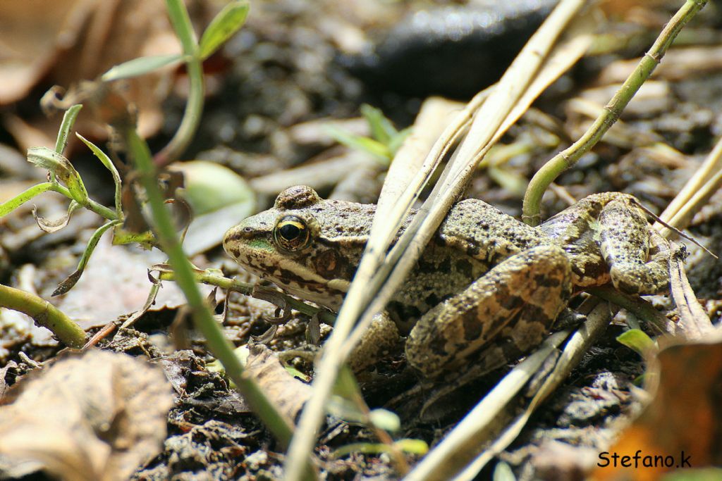 Rana Smeraldina? rana verde maggiore, P. ridibundus (TS)